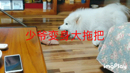 【蠢萌萨摩】今天少爷拖地!【过年稿事情】